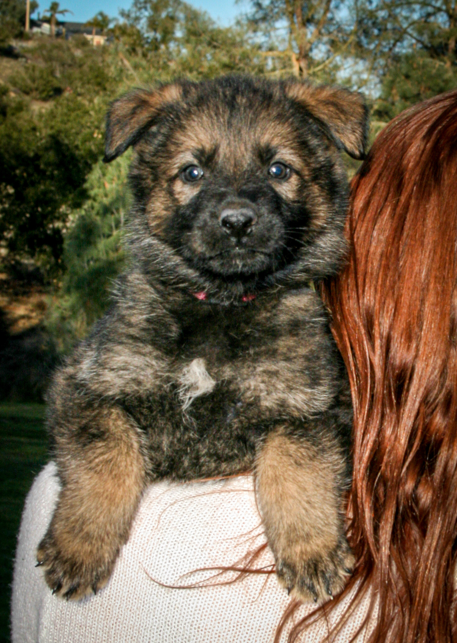 5 week old - Rosa
