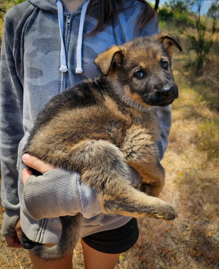 Light Pink Female - 7 weeks old