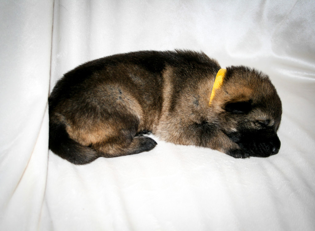 Yellow Collar Female - 2 weeks old