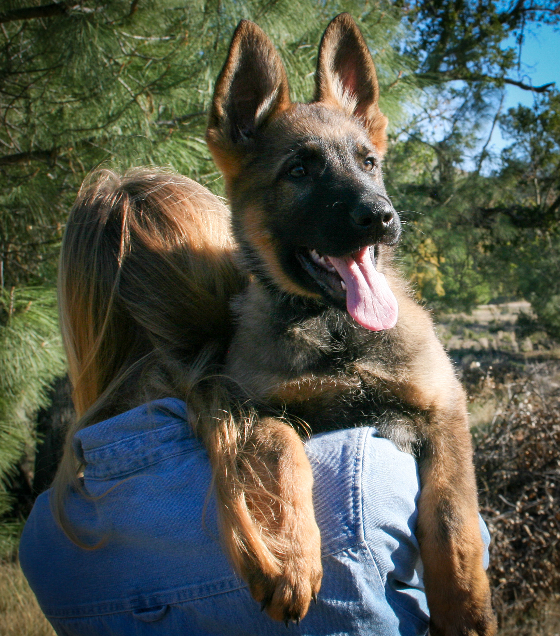 "Jack" - 12 weeks