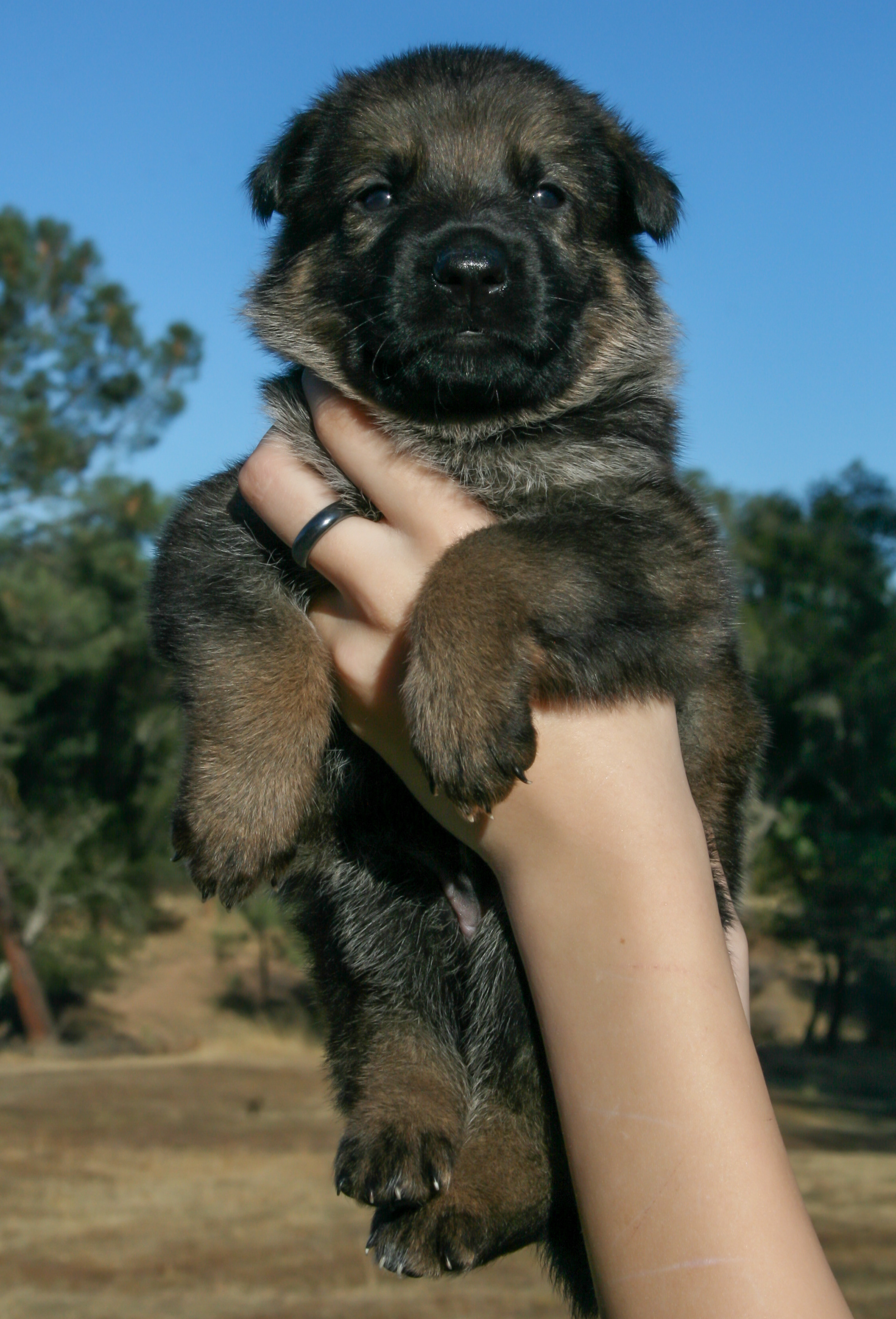 "Baby" - 4 weeks