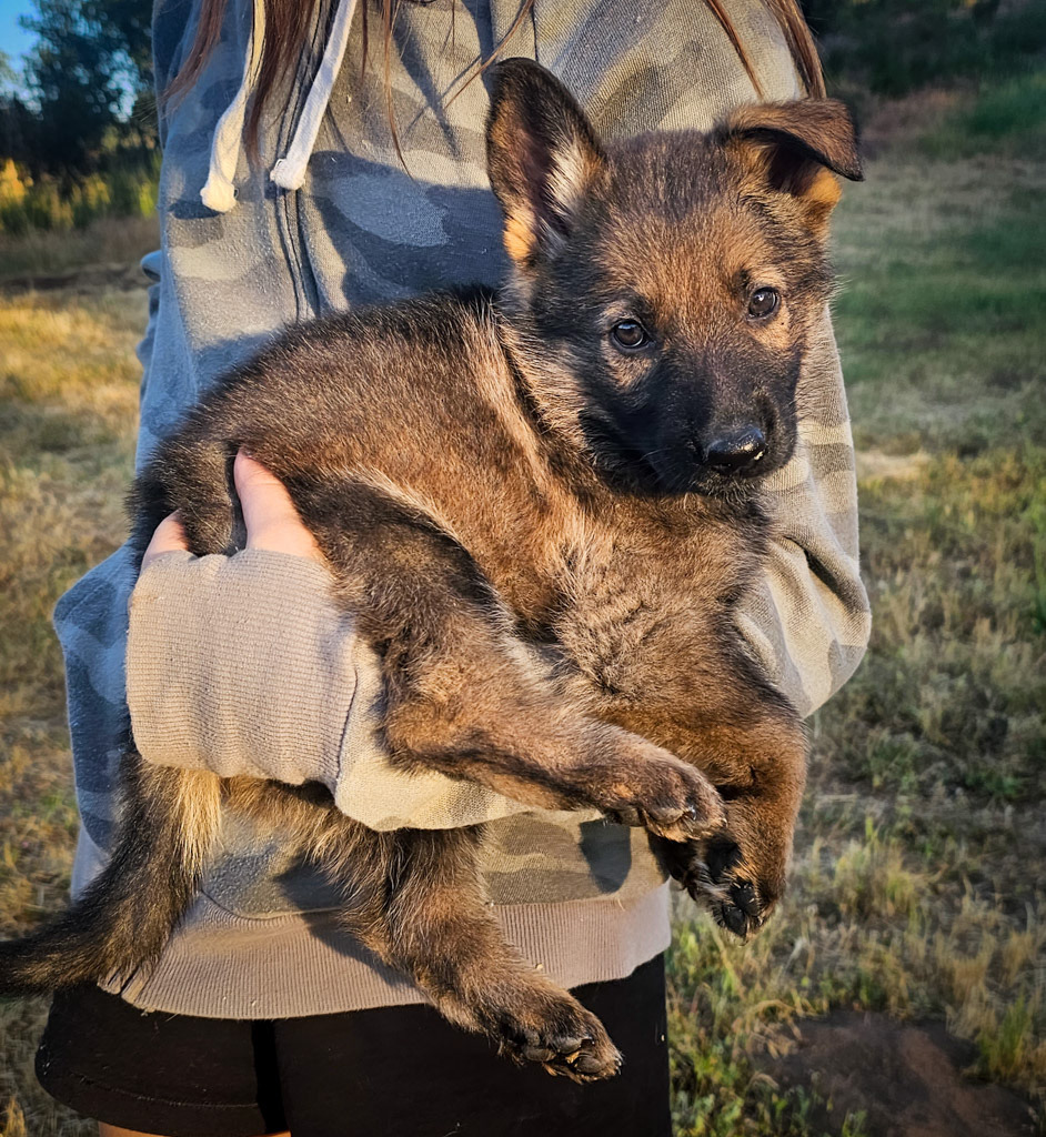 Orange Collar Female - 7 weeks old
