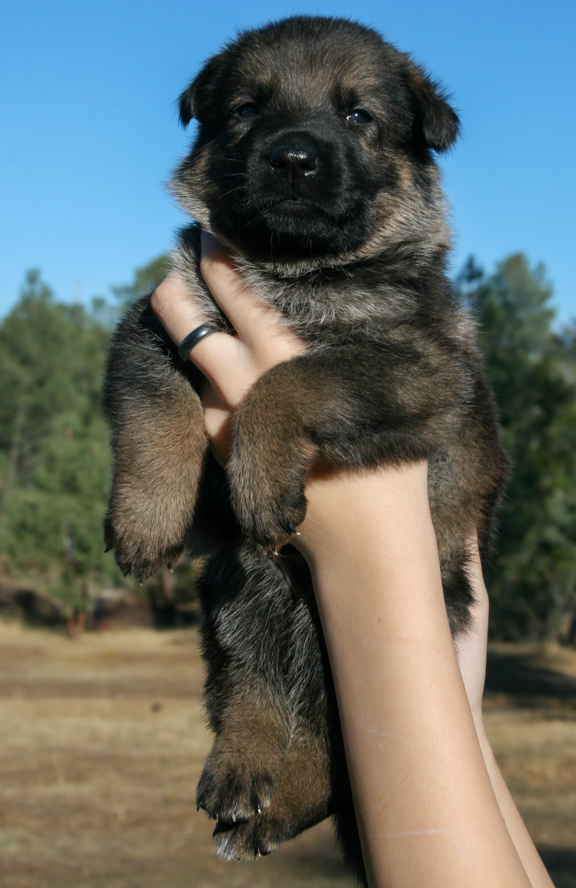 "Baby" - 4 weeks