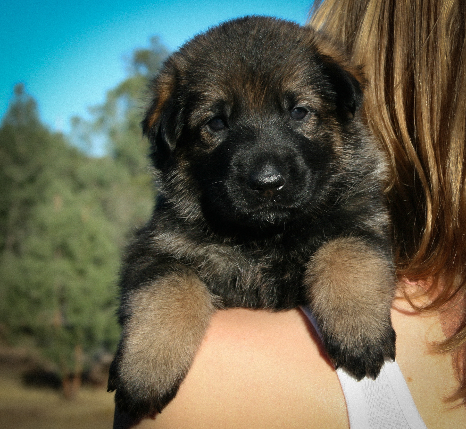 "Tilly" - 4 weeks