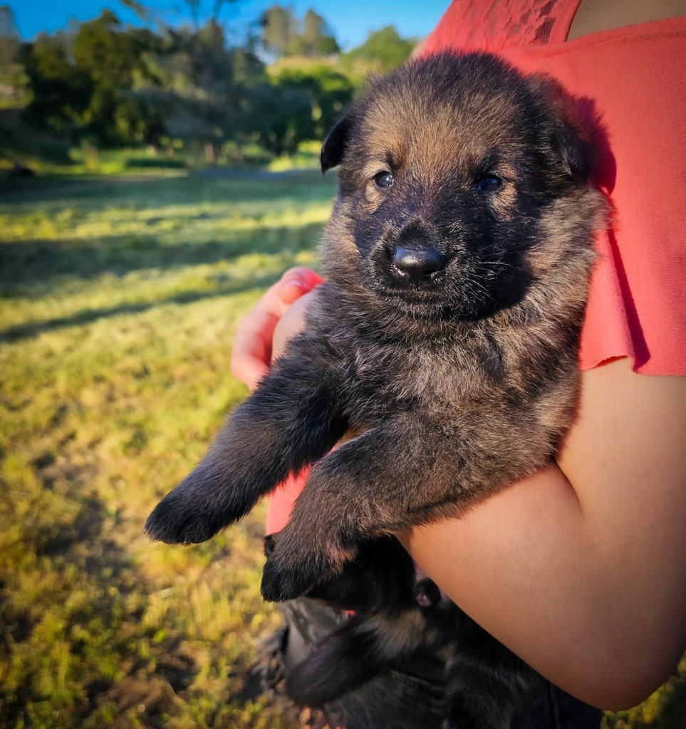 Orange Collar Female - 2.5 weeks old photos