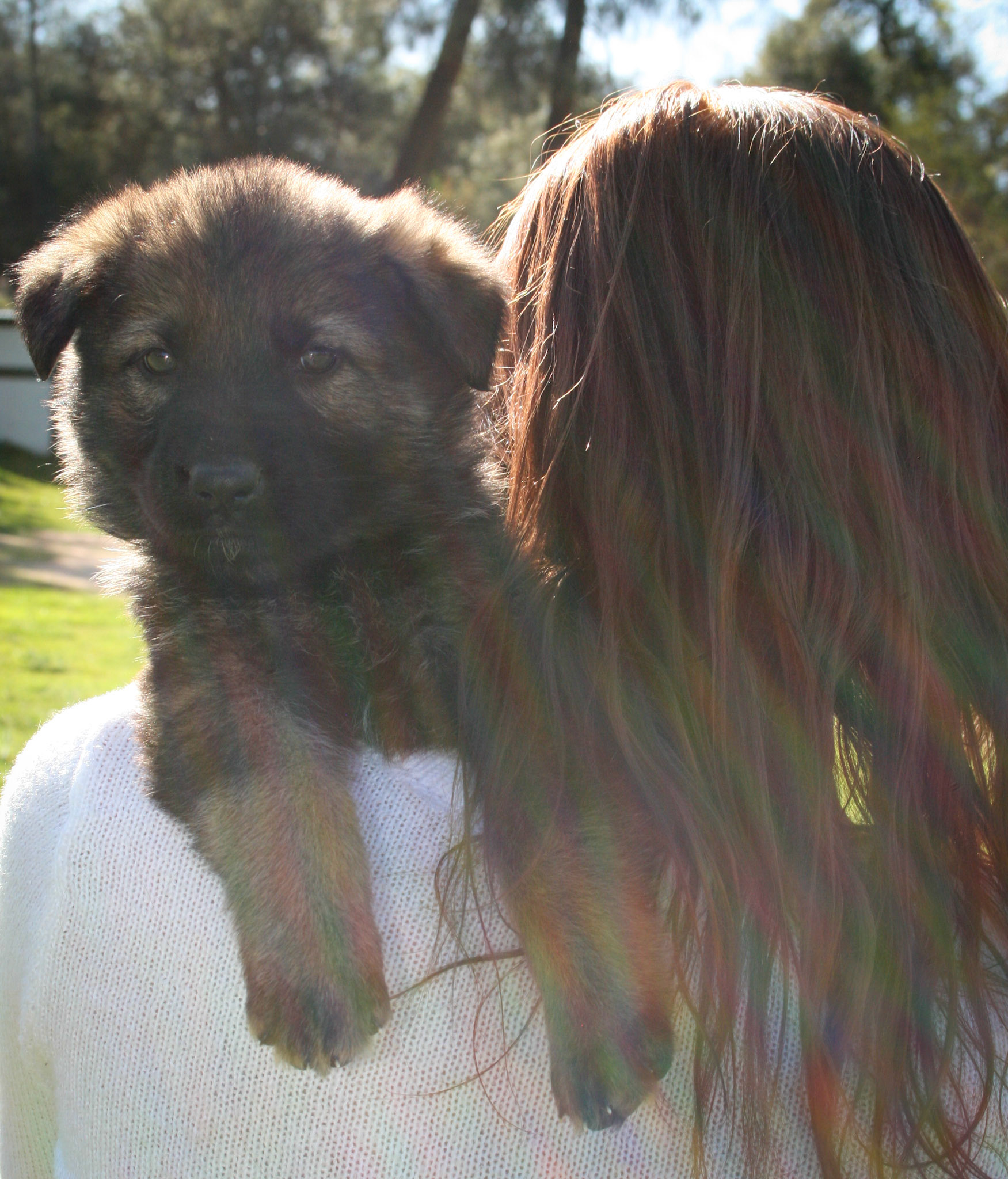 Lilac Collar Female 5 weeks Old