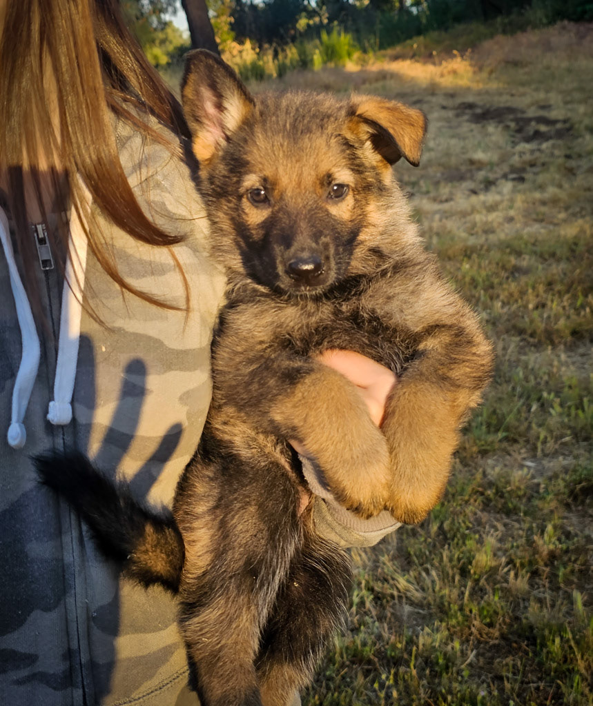 Orange Collar Female - 7 weeks old