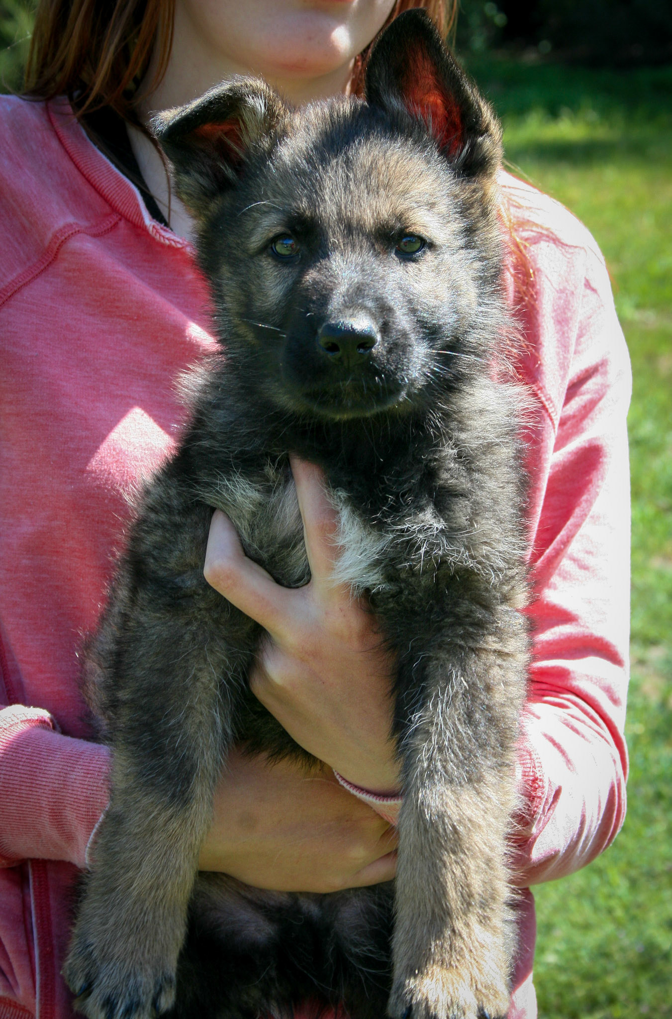 Black Collar Male 8 Weeks Old