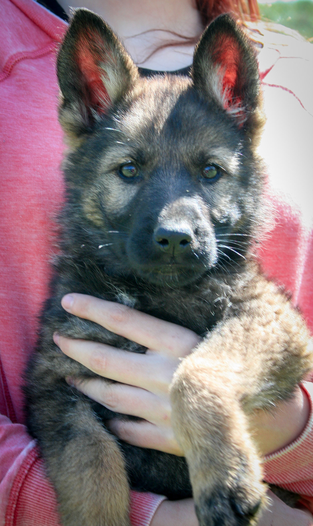 Pink Collar Female 8 Weeks Old