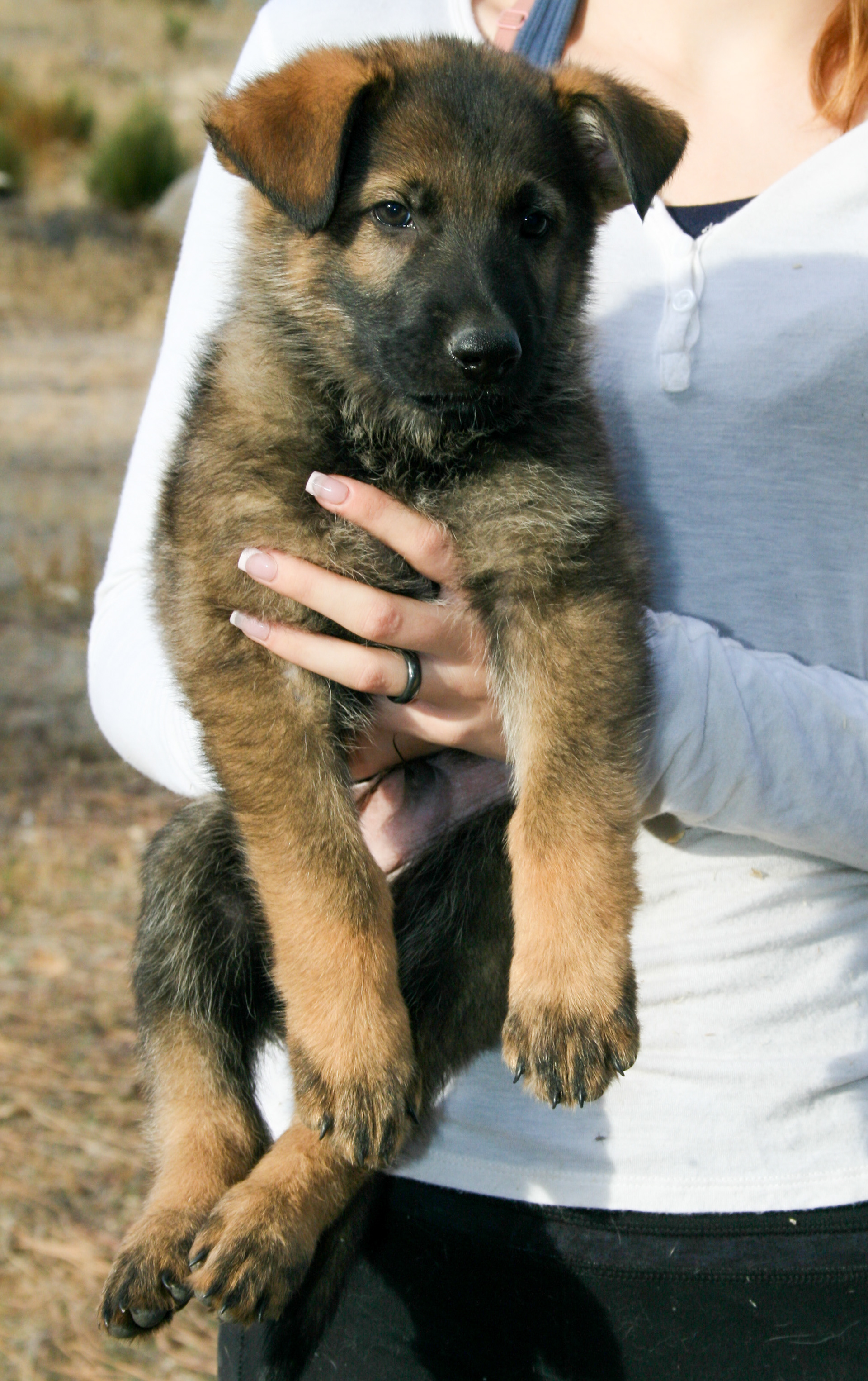 Dexter - 7 weeks