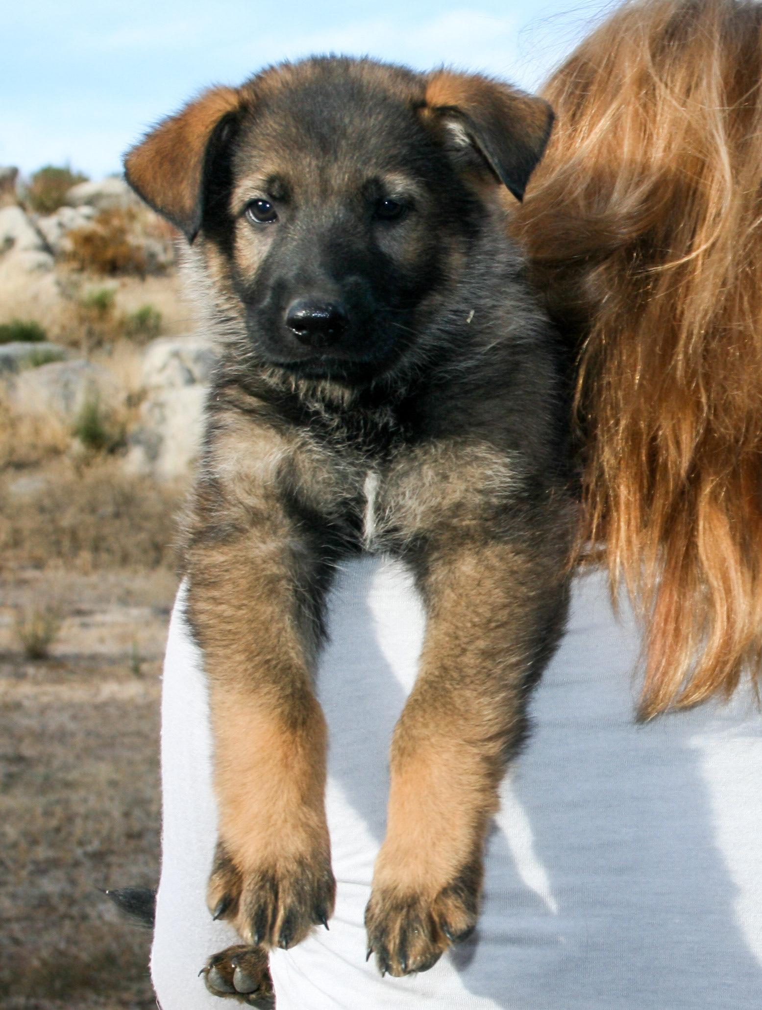Dexter - 7 weeks