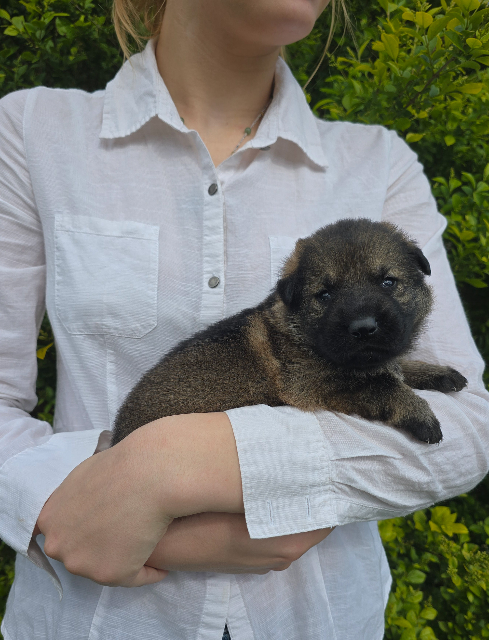 Purple Collar Female - 2 weeks old