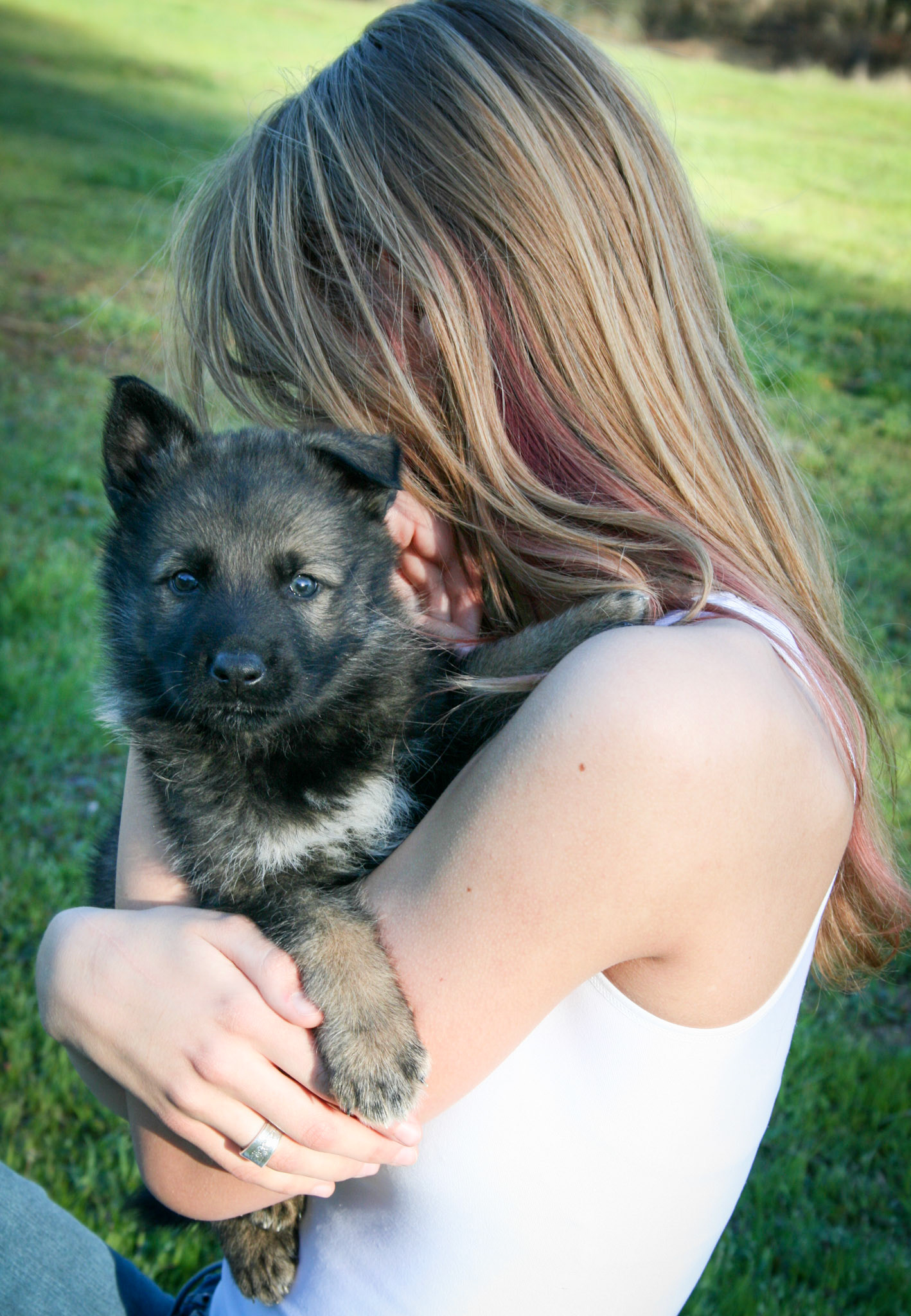 Black Collar Male 5 Weeks Old