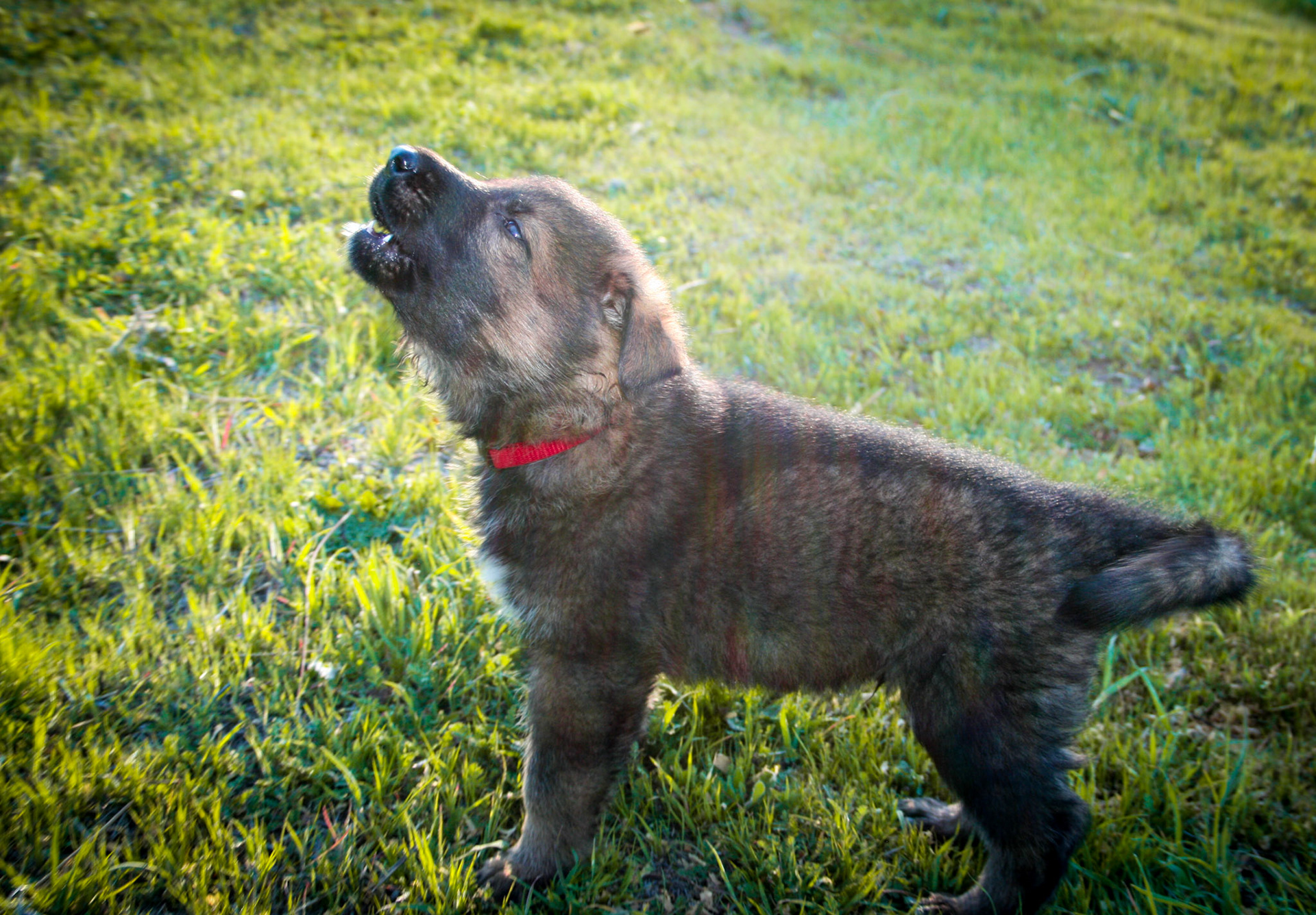 Red Collar Male 5 Weeks Old