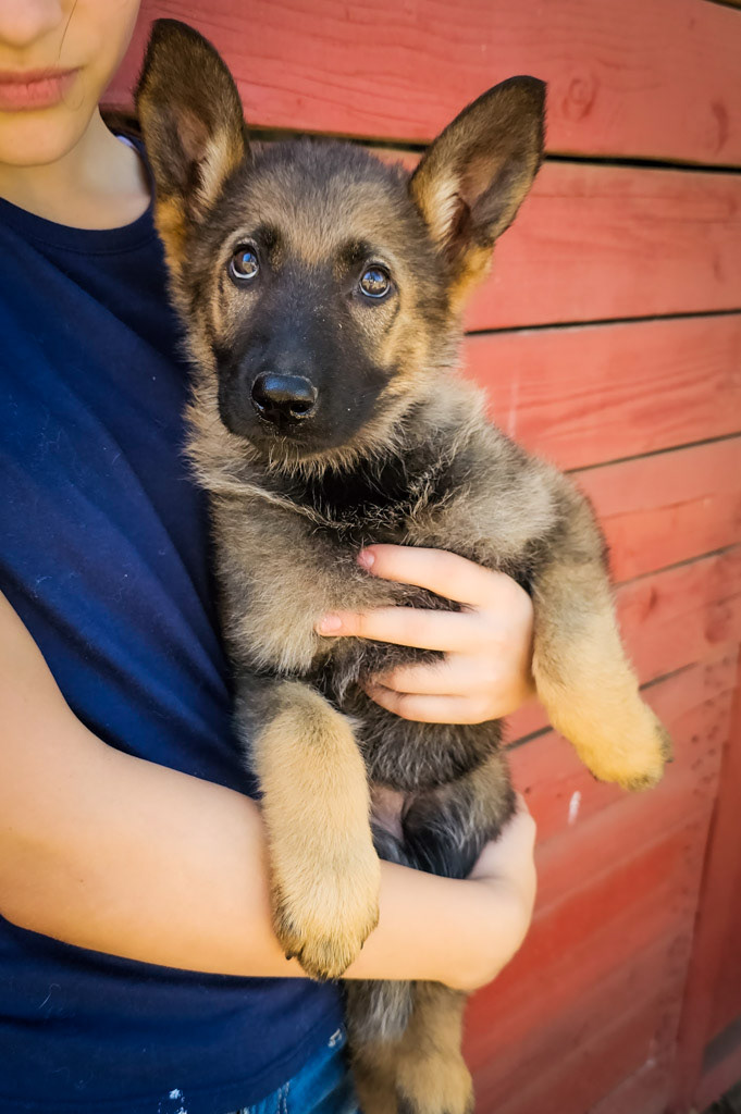 Orange Collar Female - 10 Weeks