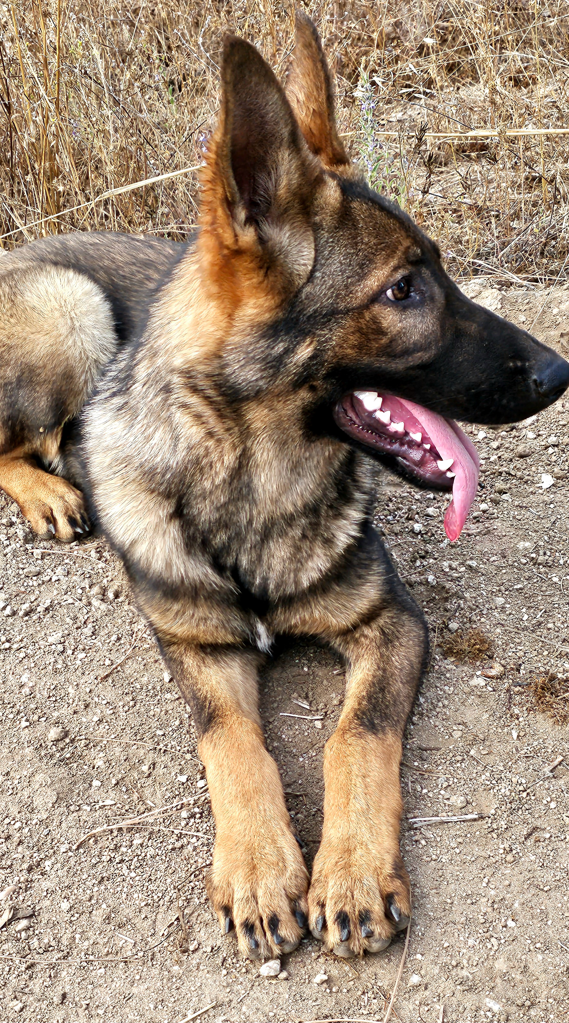 Purple Collar Female - 6.5 Months