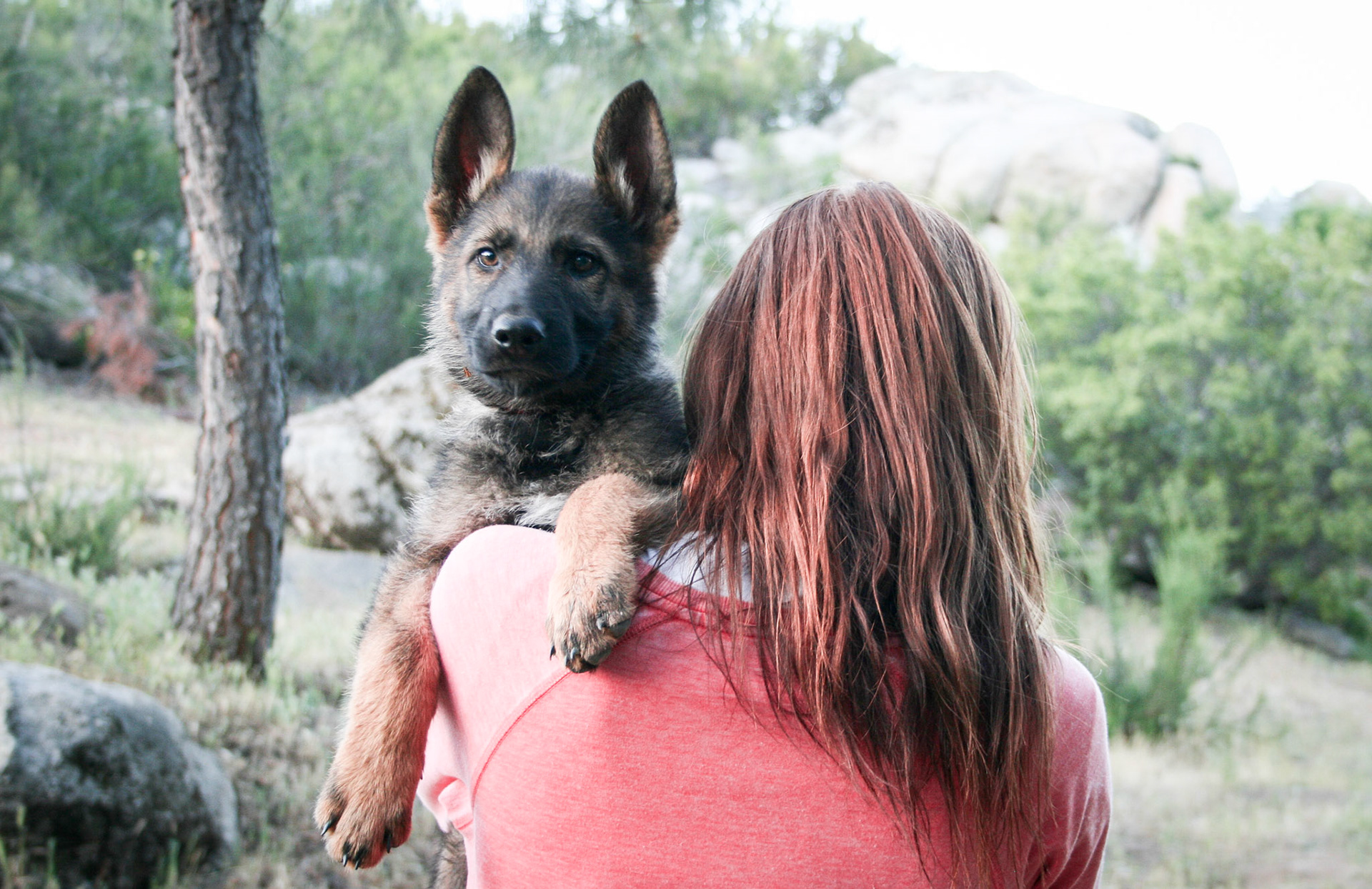 Red Collar Male 10 Weeks Old