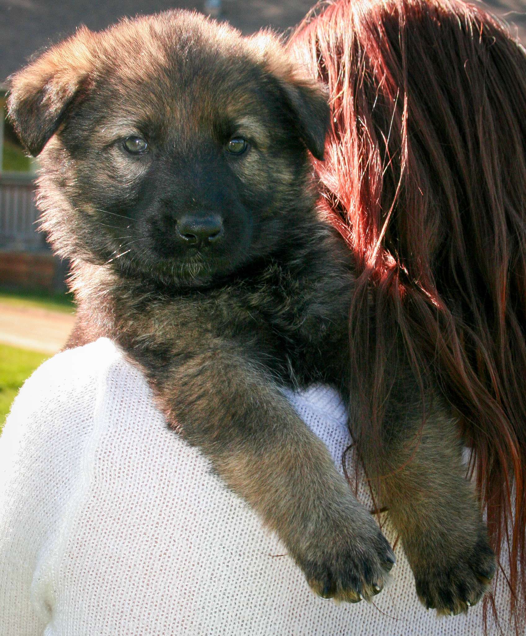 Lilac Collar Female 5 weeks Old