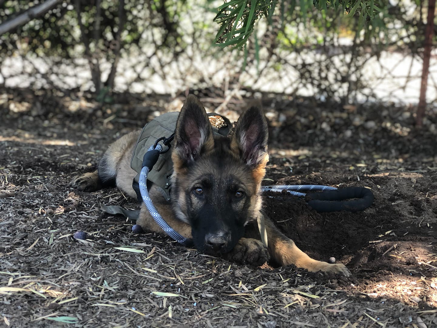 11 week old Delilah
