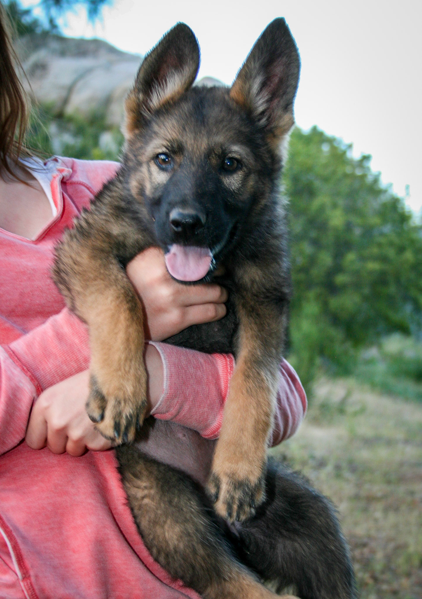 Pink Collar Female 10 Weeks Old