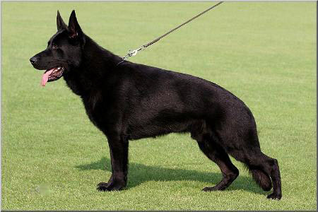 V Bomber vom Wolfsheim SchH3 FH1