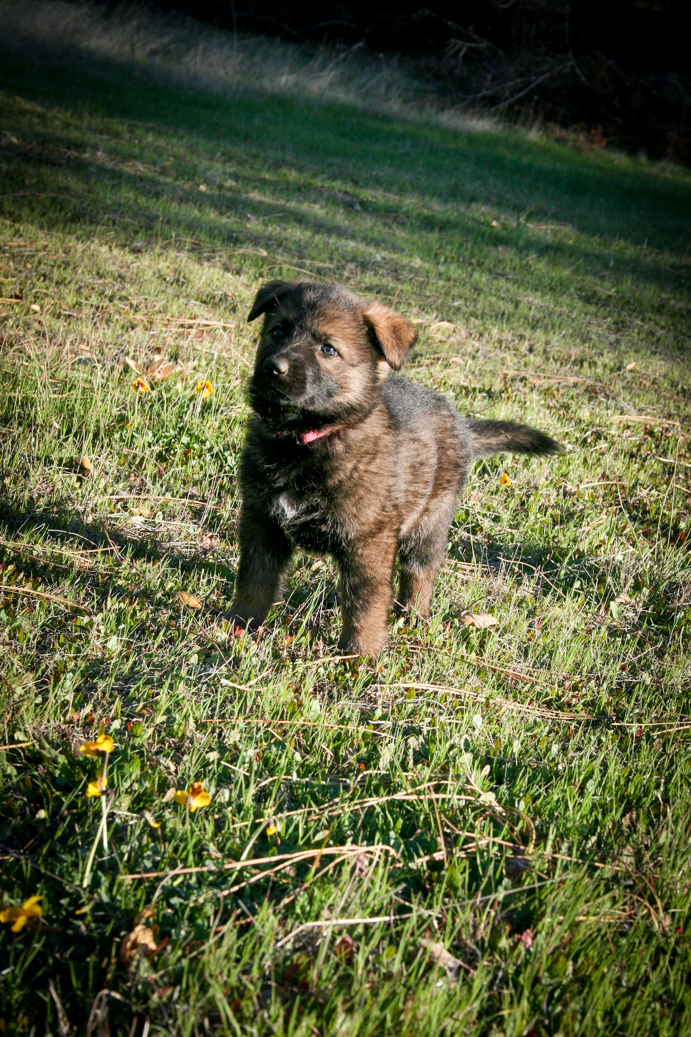 Rosa vom Ritterhund - 5 wks