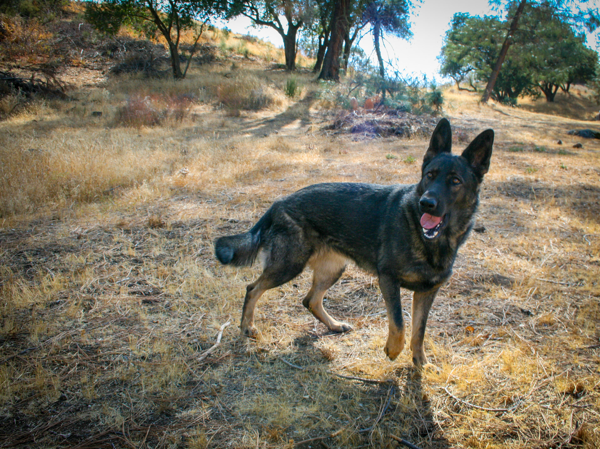 Rosa vom Ritterhund - 20 months