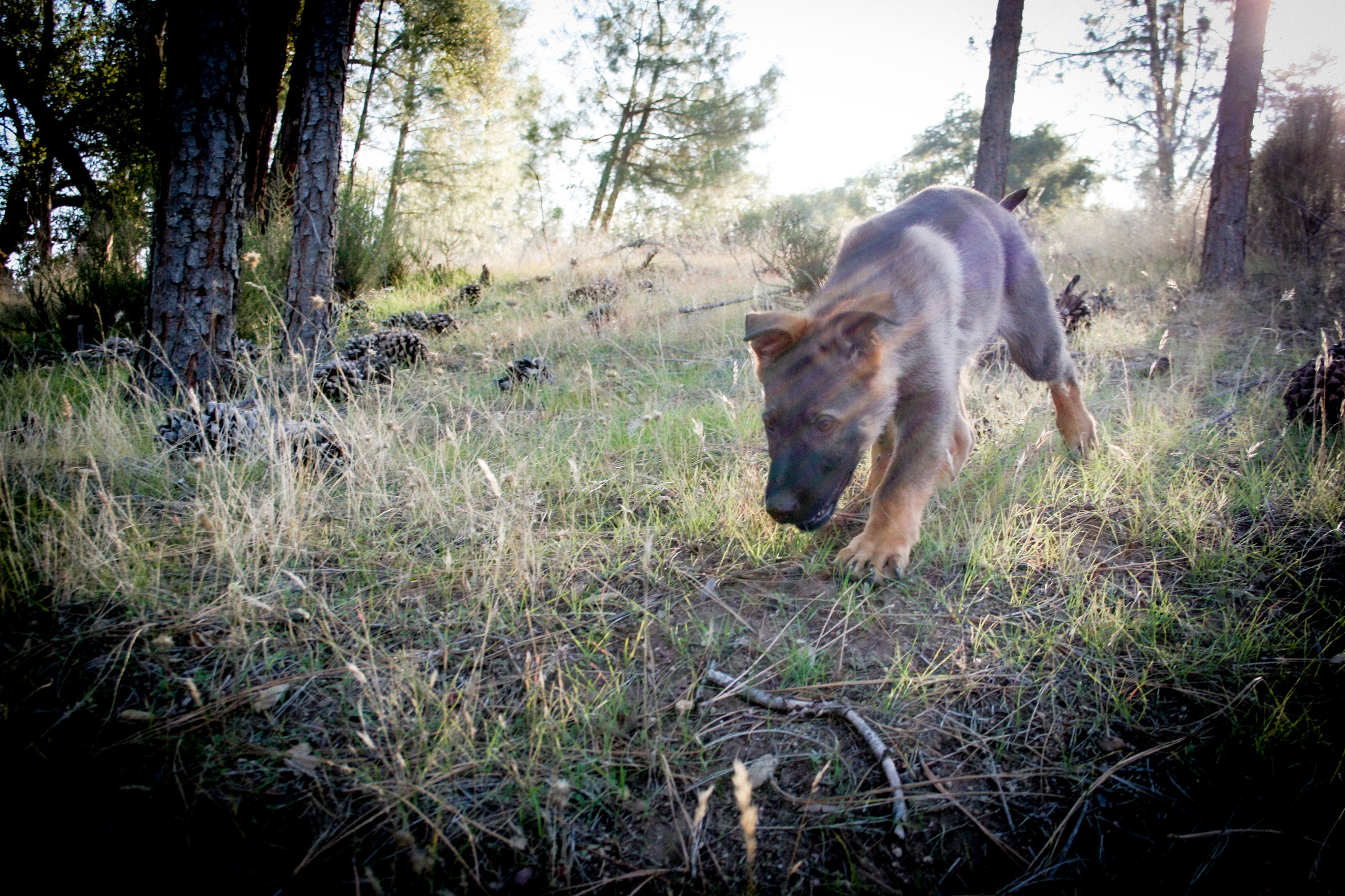 "Vinnie" - 12 weeks