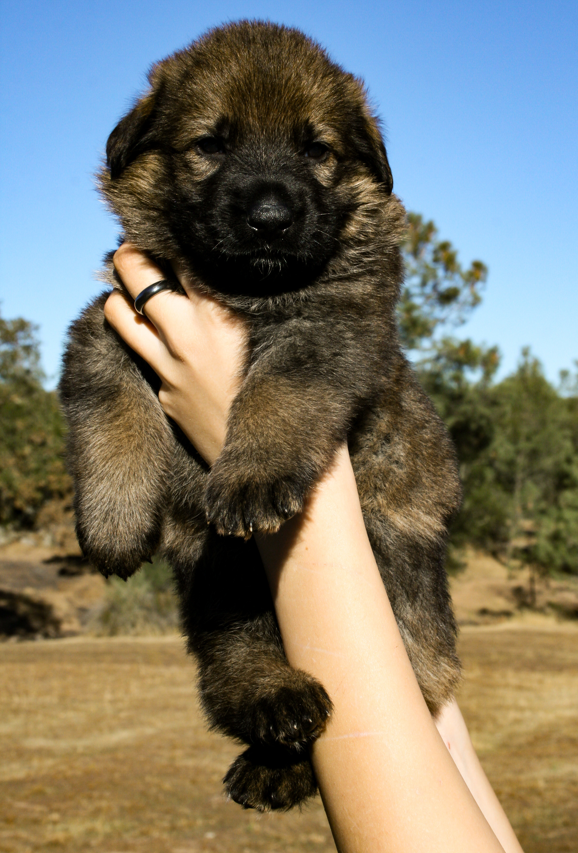 "Biggie Smalls" - 4 weeks