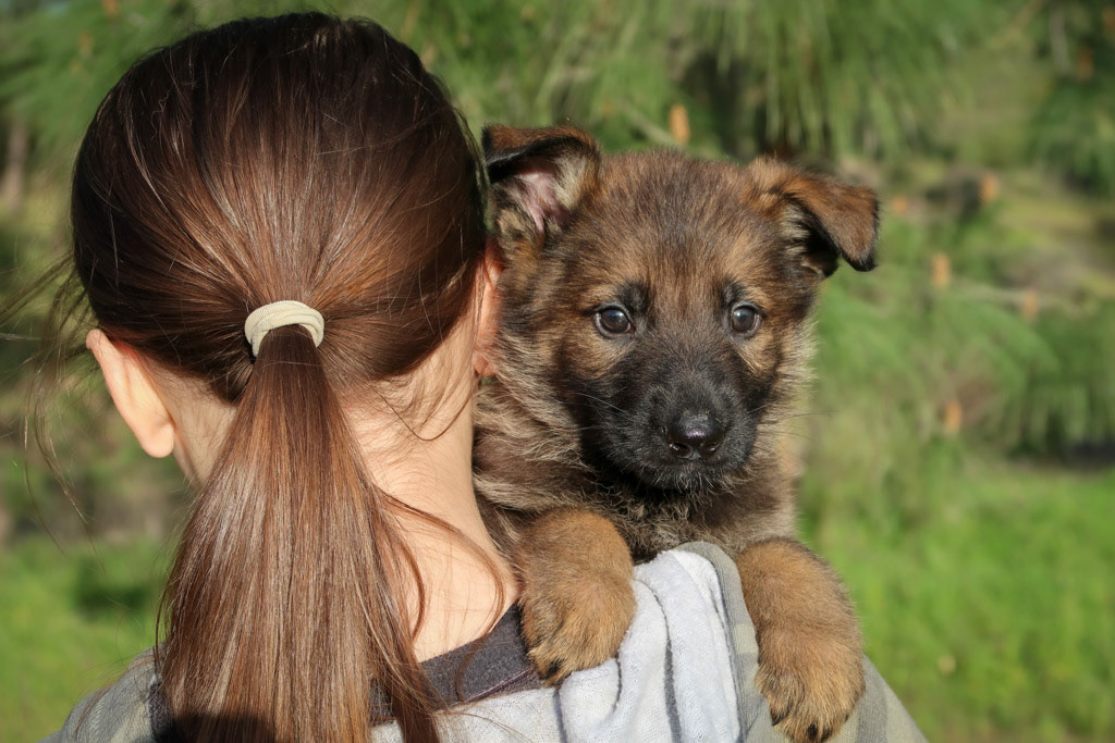 Royal Blue Male - 6 weeks old