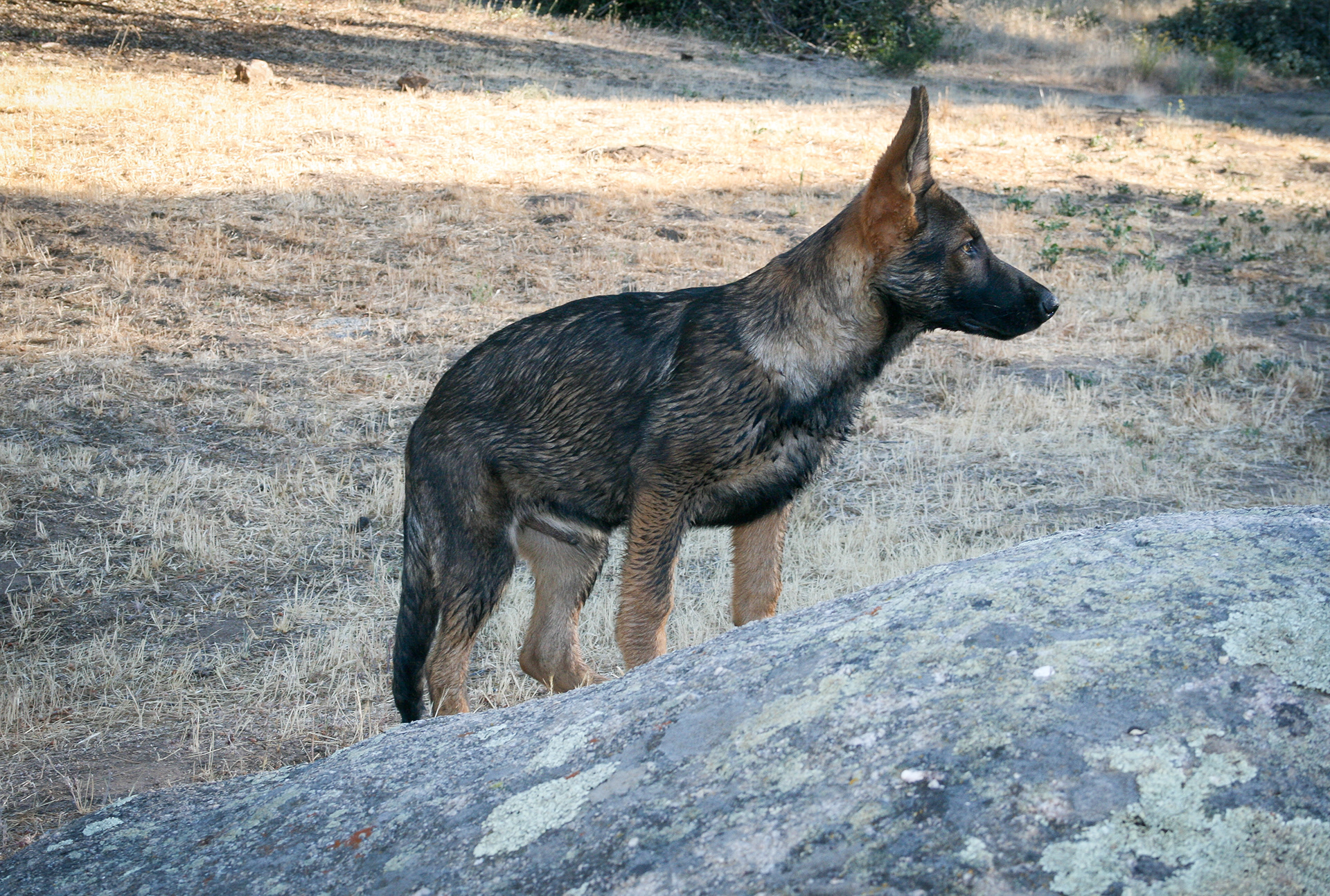 Hunter - 16 weeks