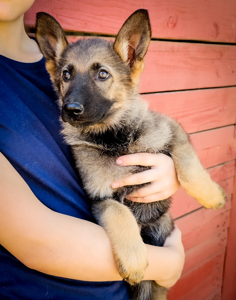 Orange Collar Female - 10 Weeks