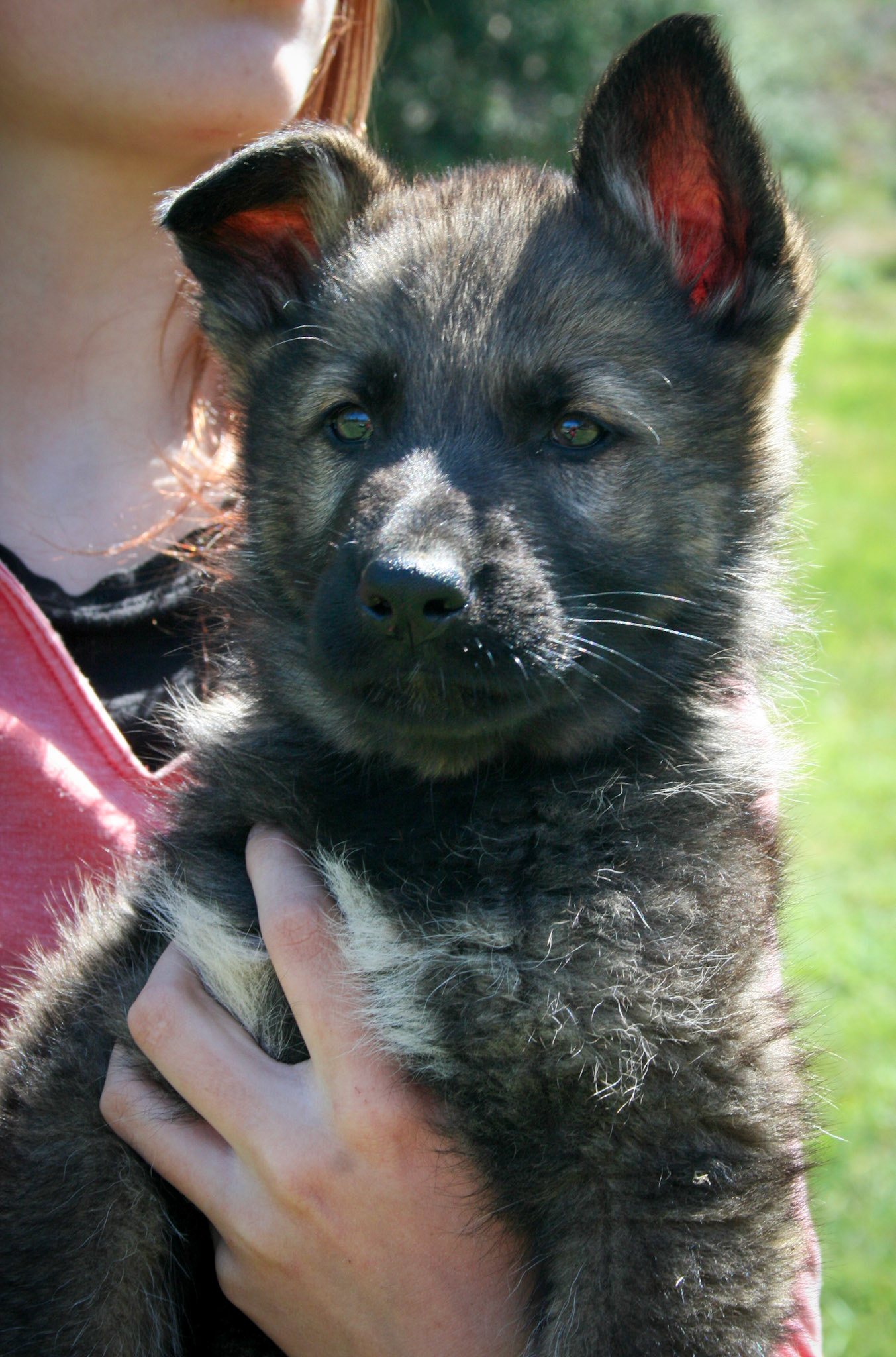 Black Collar Male 8 Weeks Old