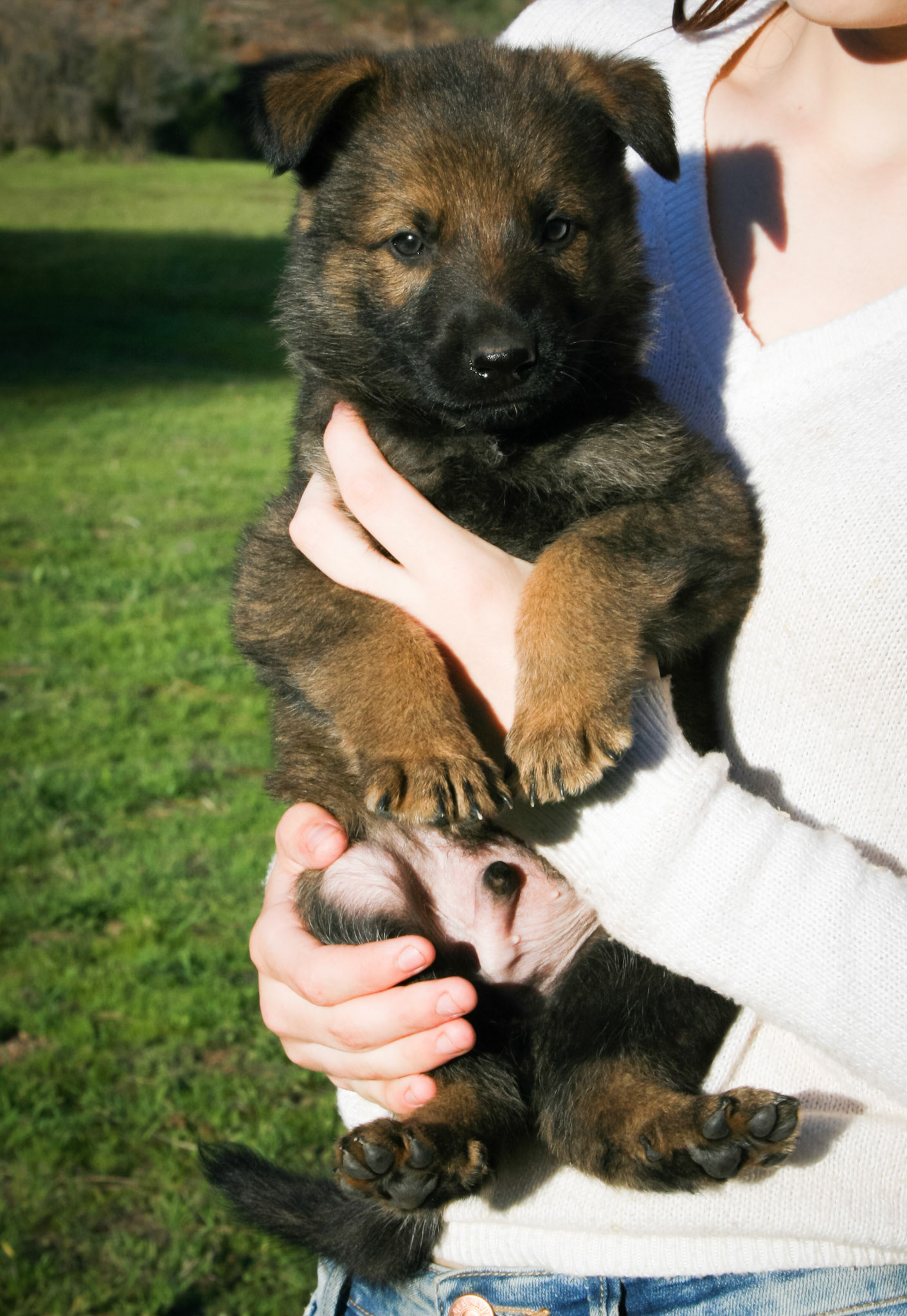 Hunter Green Male 5 Weeks Old