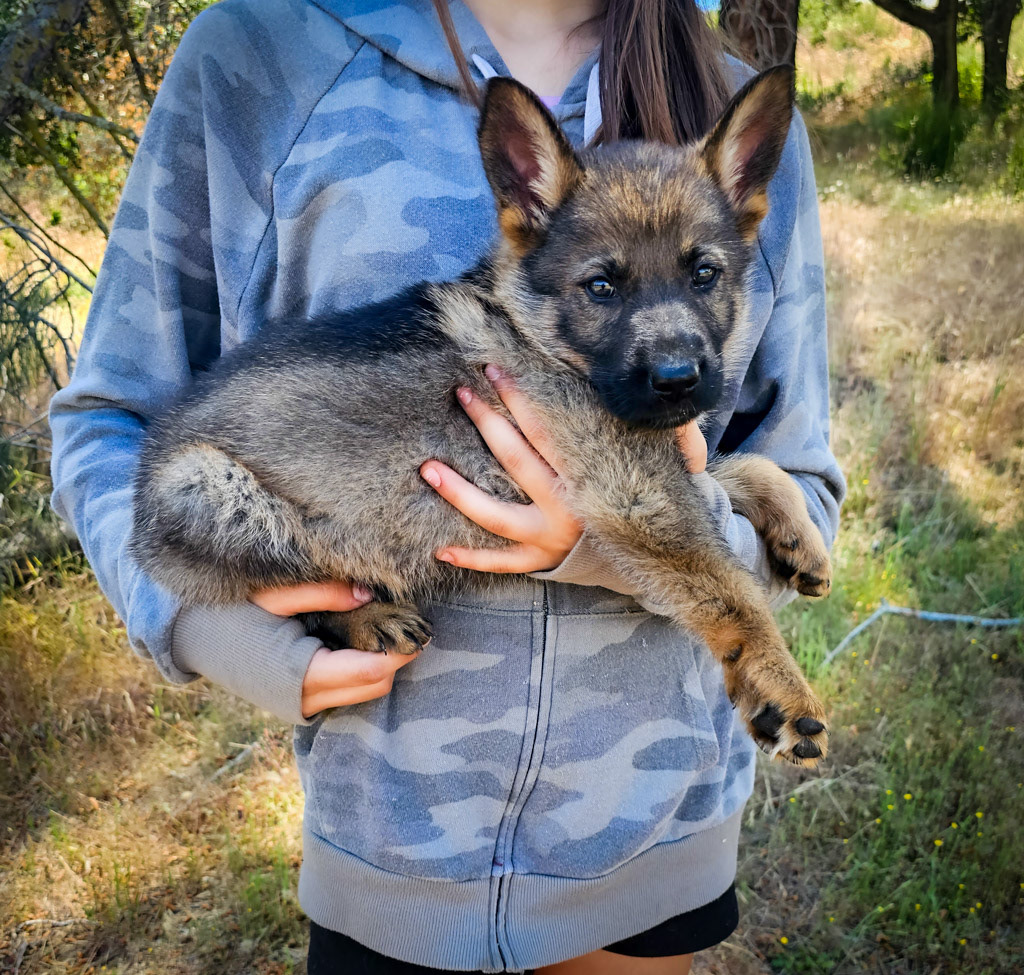 Blue Collar Male - 7 weeks old