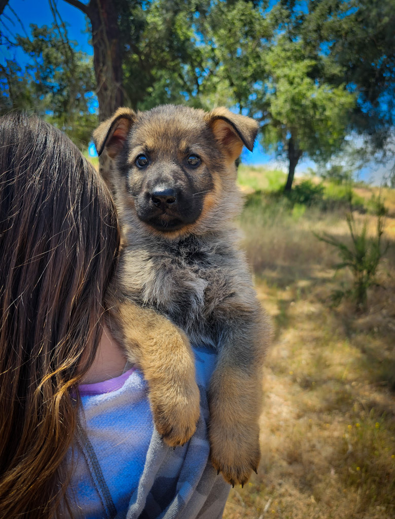 Light Pink Female - 7 weeks old