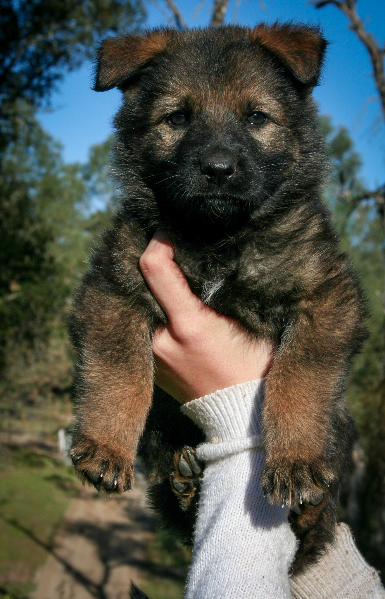 Pink Collar Female 5 Weeks Old