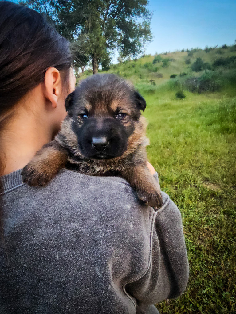 Blue Collar Male - 2.5 weeks old photos