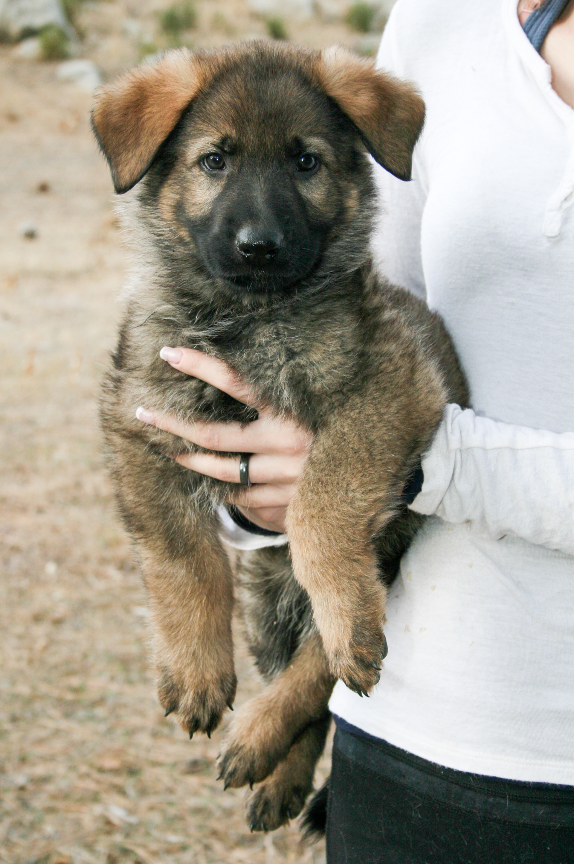 Biggie Smalls - 7 weeks