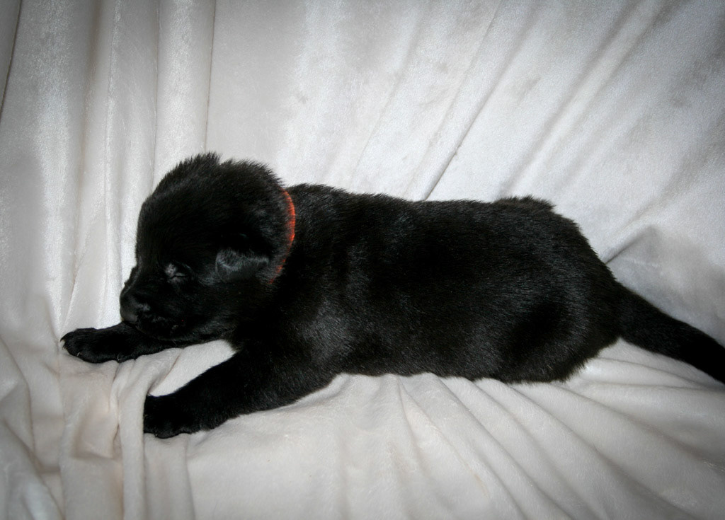 Orange Collar Male - 2 weeks old