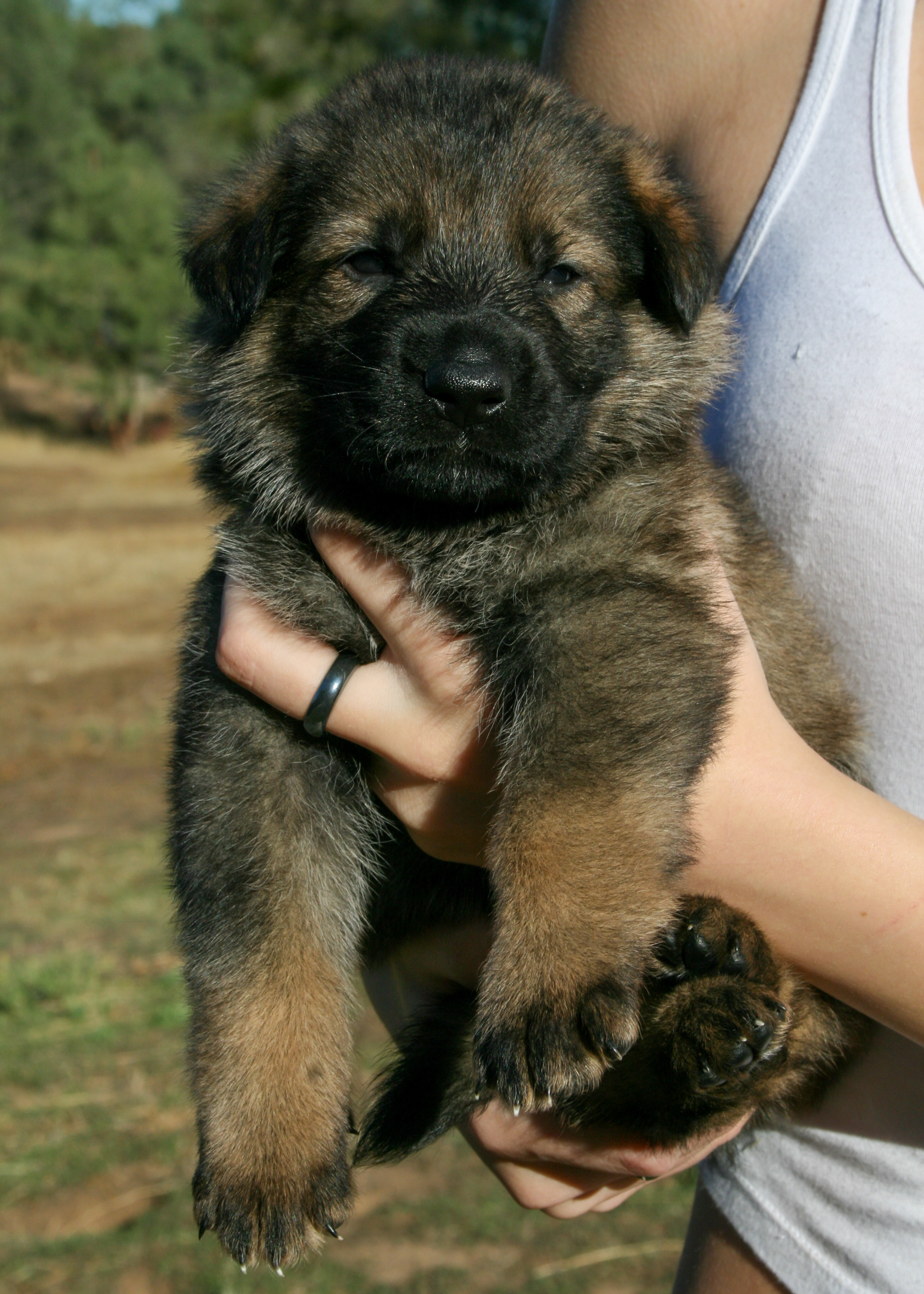 "Dexter" - 4 weeks