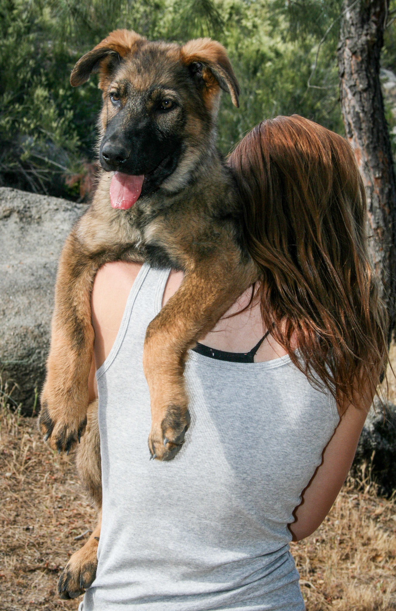 Blue Collar Male 14 weeks
