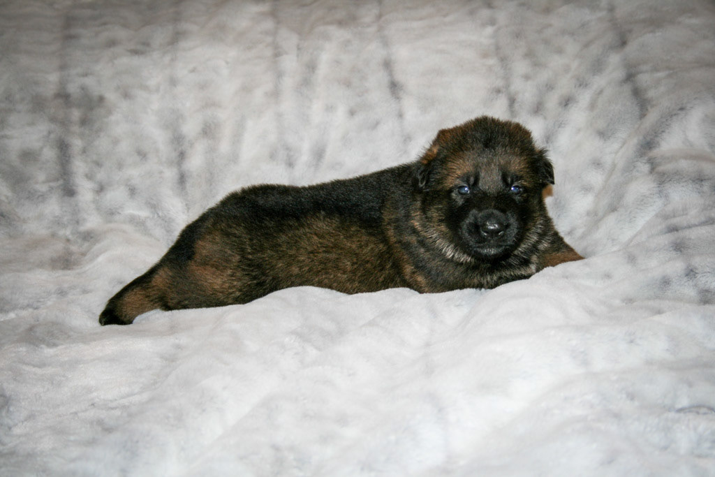 Jolene - 3 weeks