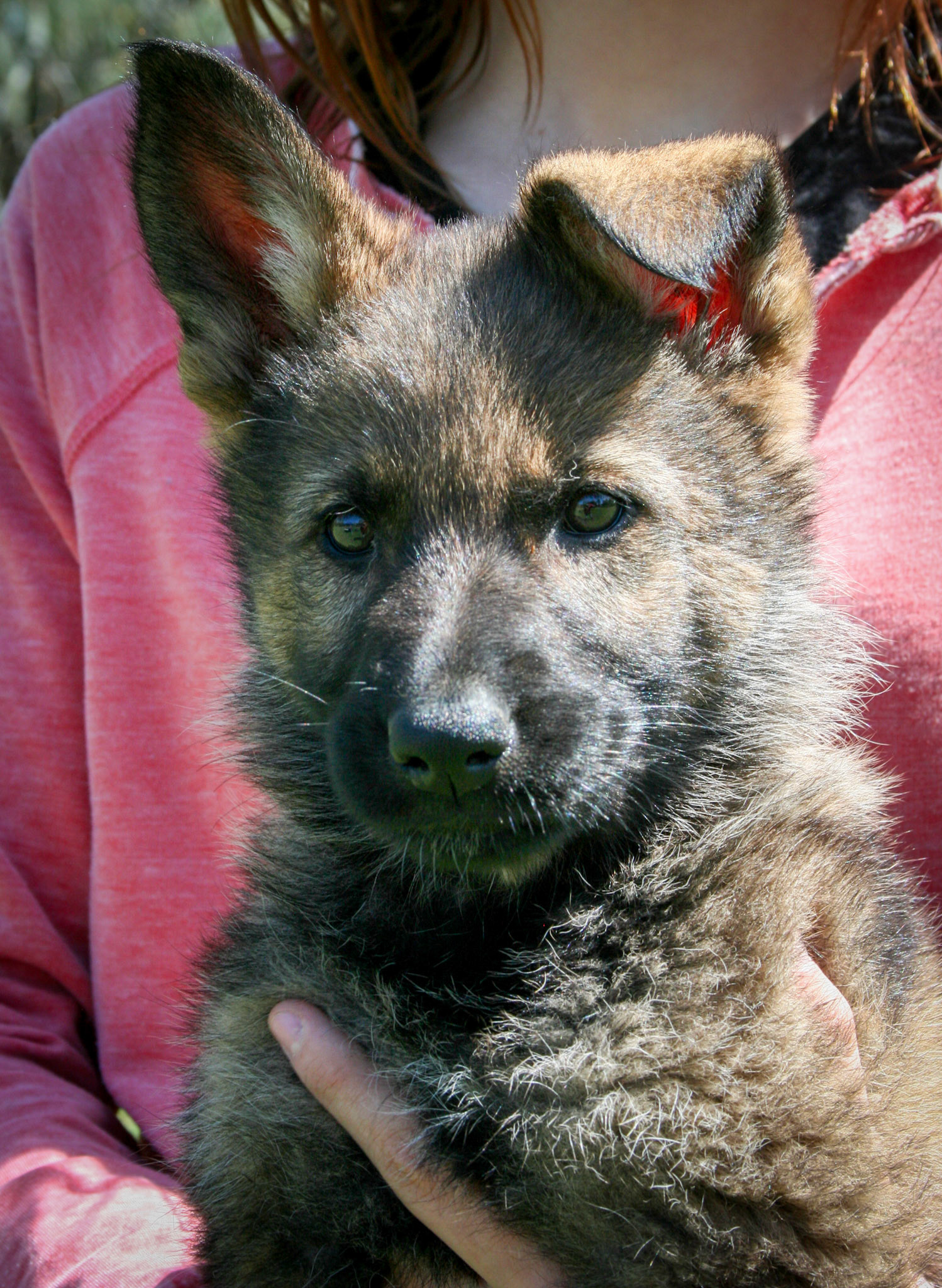 Orange Collar Female 8 Weeks Old