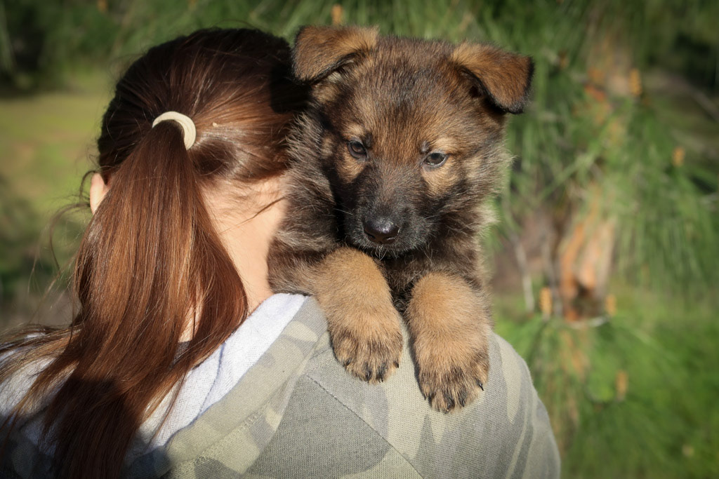 Pink Collar Female - 6 weeks old
