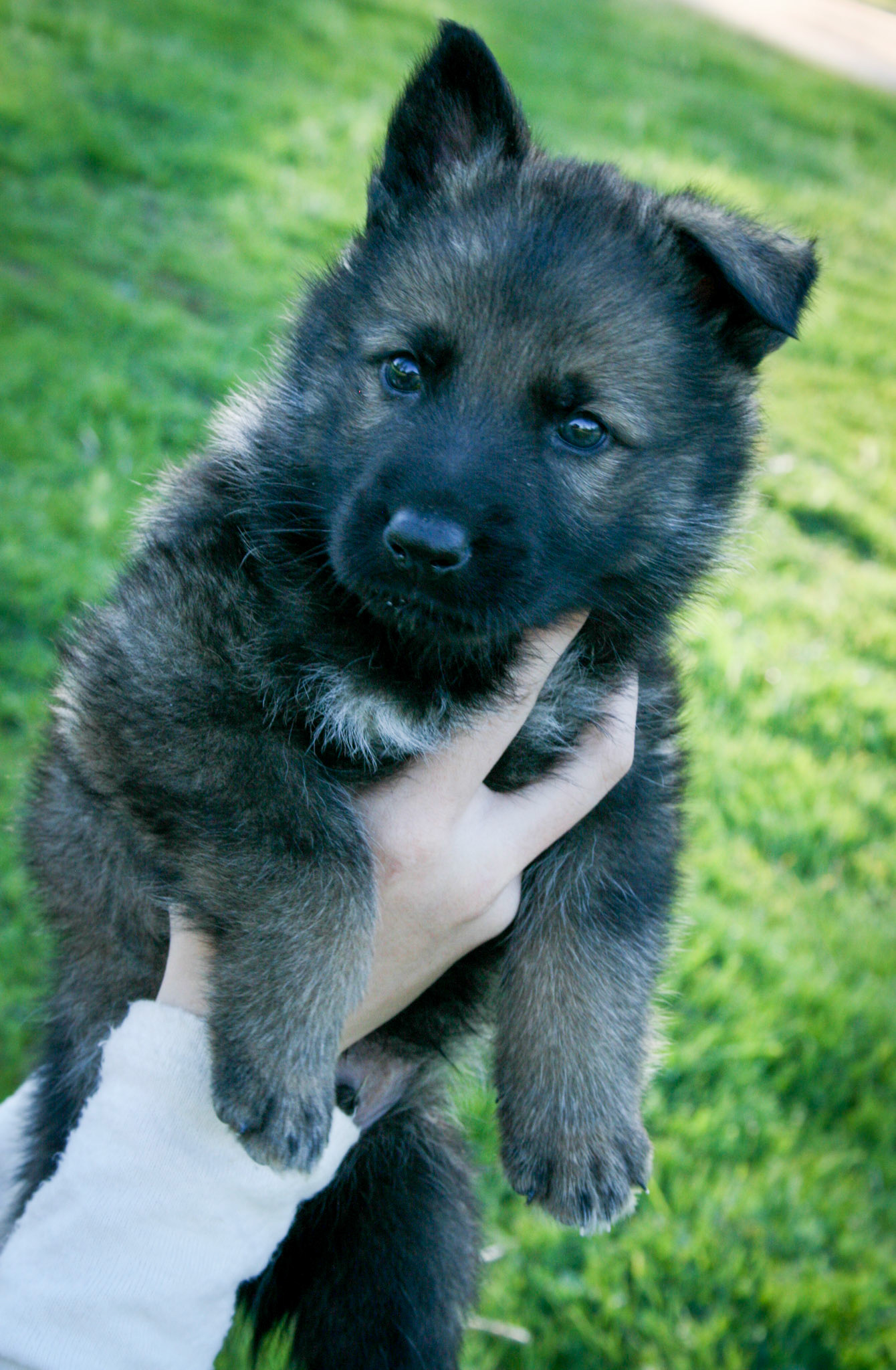 Black Collar Male 5 Weeks Old