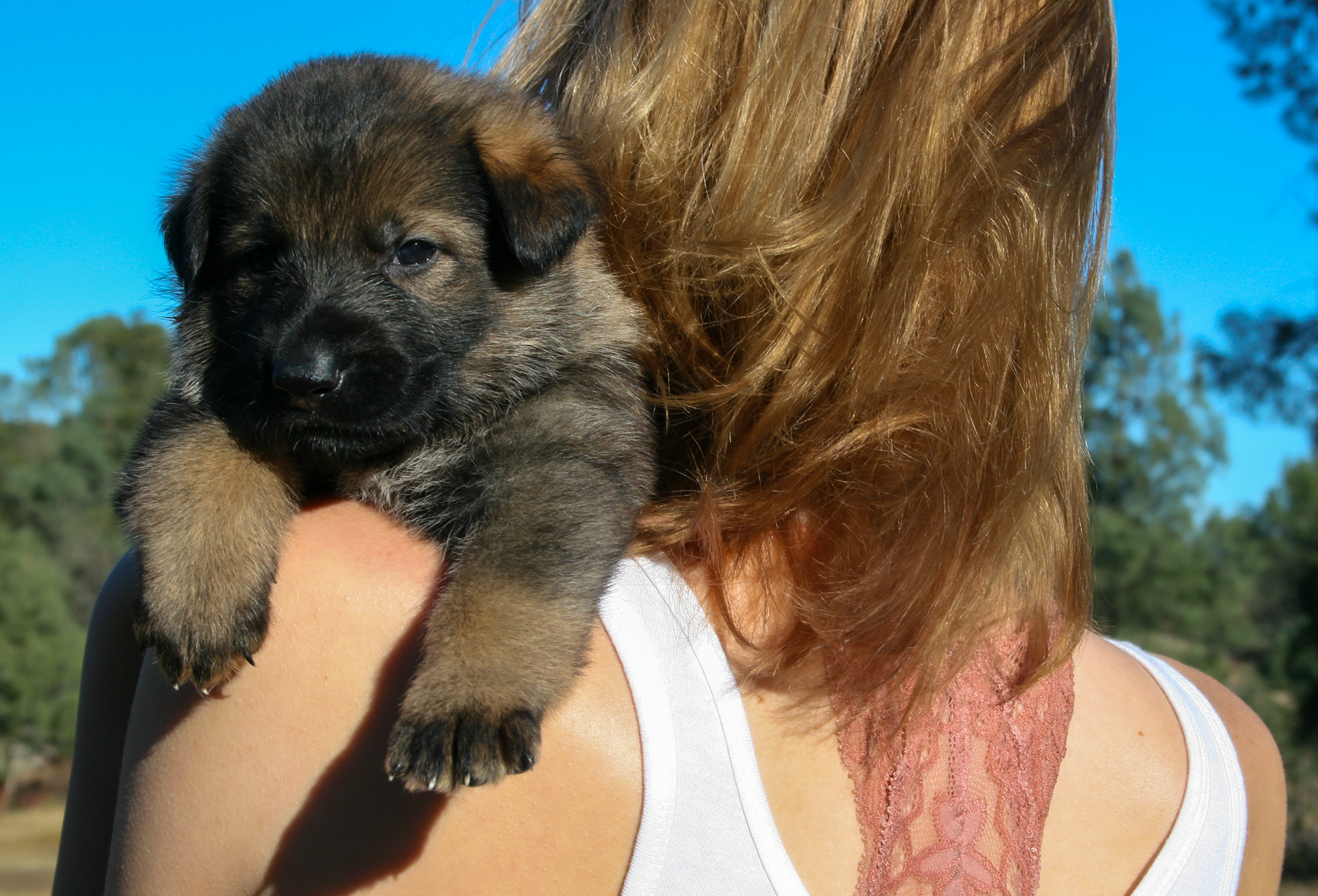 "Dexter" - 4 weeks