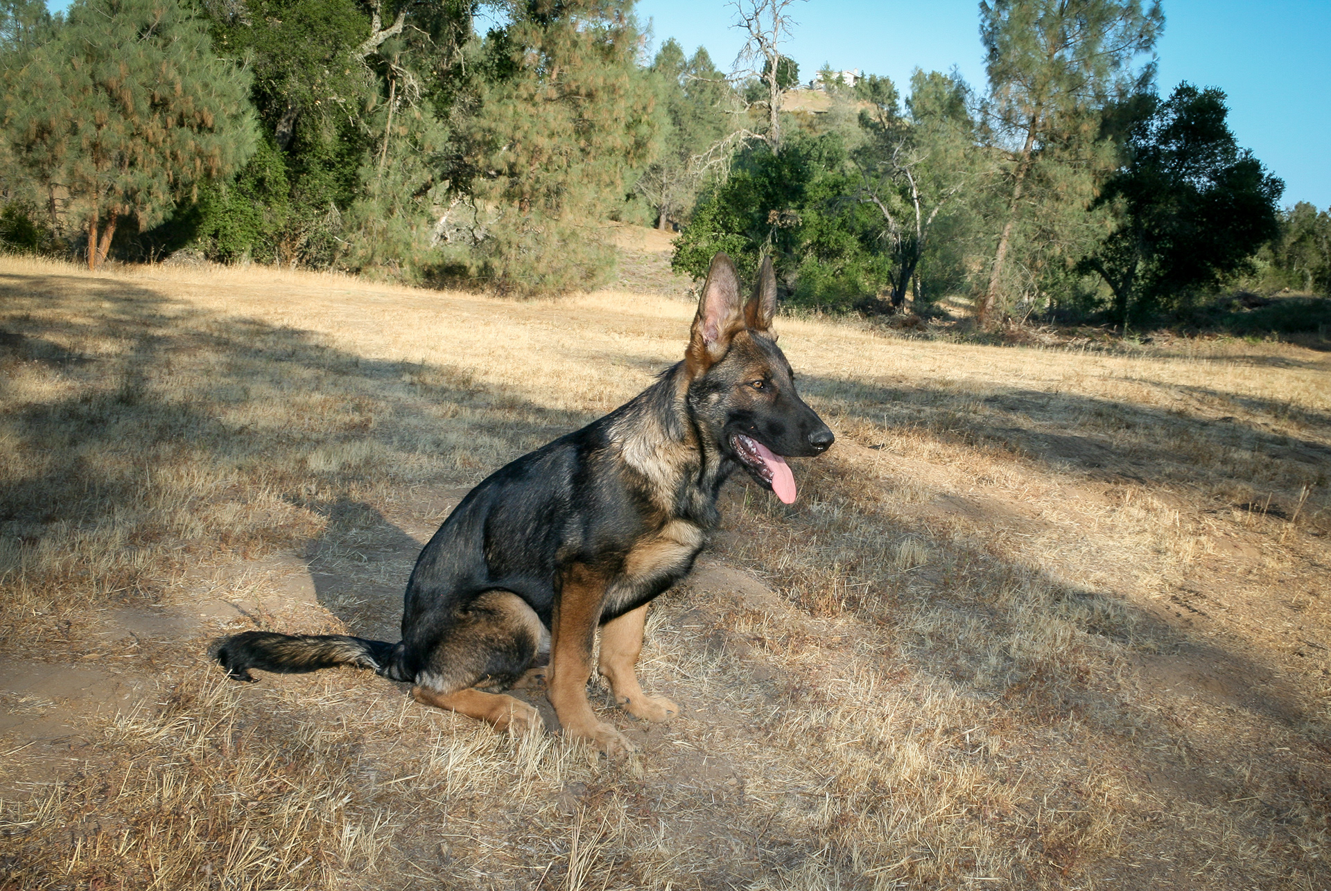 Hunter 18 Weeks