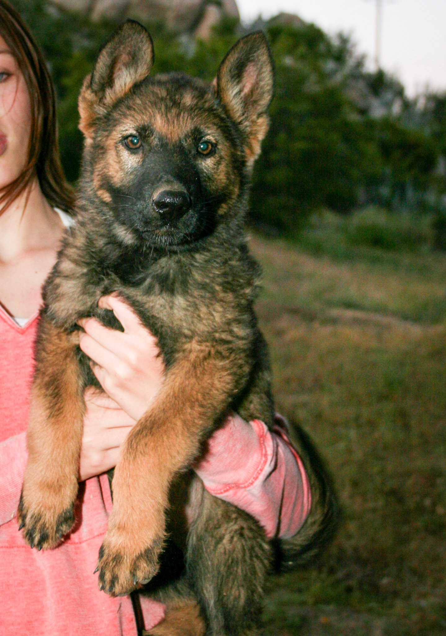 Lilac Collar Female 10 Weeks Old