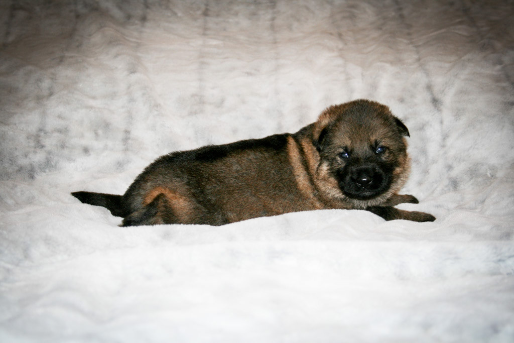 Purple Collar Female - 3 weeks old